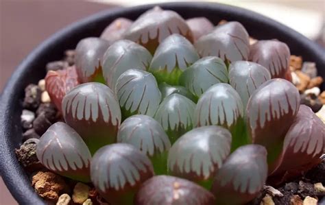 玉露 植物|冰燈玉露的介紹及養護